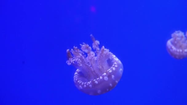 Medusa púrpura de neón iluminada con luz de color bajo el agua sobre fondo azul. Jalea en el acuario de agua salada del mar. Medusas de neón multicolores nada. Concepto VJ. — Vídeo de stock