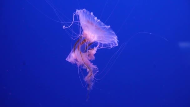 Medusa roxa de néon iluminada com luz de cor subaquática no fundo azul. Geléia de peixe no mar oceano aquário de água salgada. As medusas de néon multicoloridas nadam. Conceito VJ. — Vídeo de Stock