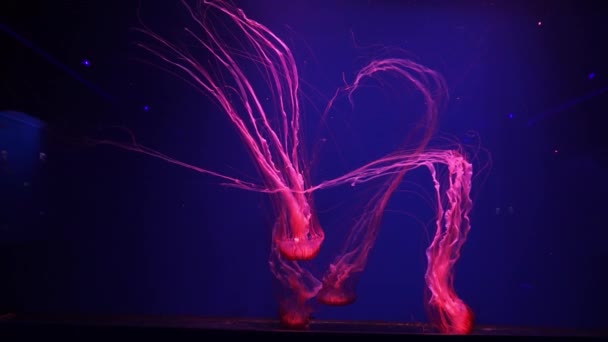 Medusas Rosa Neón con una larga cola iluminada con luz de color bajo el agua. Jalea en el acuario de agua salada del mar. Medusas de neón multicolores nada. Concepto VJ . — Vídeos de Stock