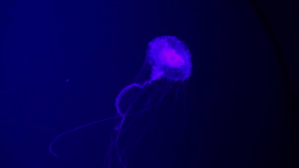 Neon Purple Jellyfish Illuminated With Color Light Underwater on Blue Background. Jelly fish in sea ocean saltwater aquarium. Multi-colored neon jellyfish swims. VJ concept. — Stock Video