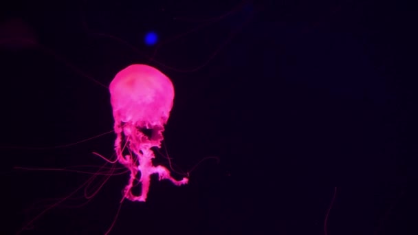 Méduses roses illuminées avec de la lumière de couleur sous-marine. Jelly fish in sea ocean saltwater aquarium. Des méduses au néon multicolores nagent. Concept VJ . — Video