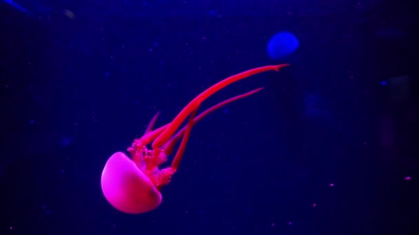 Medusas púrpuras iluminadas con luz de color bajo el agua. Jalea en el acuario de agua salada del mar. Medusas de neón multicolores nada. Concepto VJ . — Vídeos de Stock