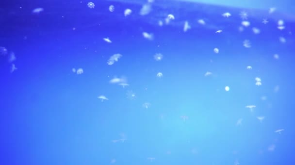 Маленькі немовлята медузи освітлені кольоровим світлом під водою. Планктон риби желе в акваріумі морського океану з солоною водою. Різнокольорові неонові медузи плавають. концепція VJ . — стокове відео
