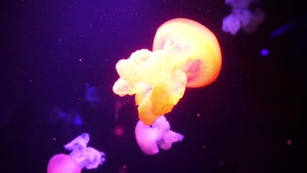 Medusas púrpura neón iluminadas con luz de color bajo el agua. Jalea en el acuario de agua salada del mar. Medusas de neón multicolores nada. Concepto VJ. — Vídeos de Stock