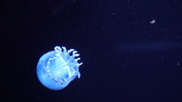 Méduses Cyan bleu néon illuminées de lumière de couleur sous-marine. Jelly fish in sea ocean saltwater aquarium. Des méduses au néon multicolores nagent. Concept VJ .