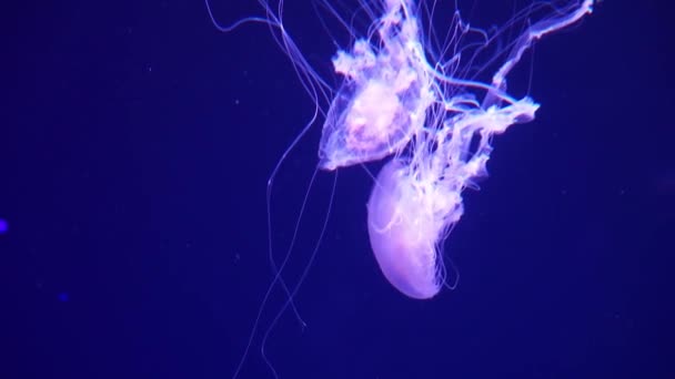 Medusa púrpura de neón iluminada con luz de color bajo el agua sobre fondo azul. Jalea en el acuario de agua salada del mar. Medusas de neón multicolores nada. Concepto VJ. — Vídeos de Stock