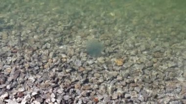 Bir dağ gölünde taş tabanlı havyarlı kurbağa yumurtası.