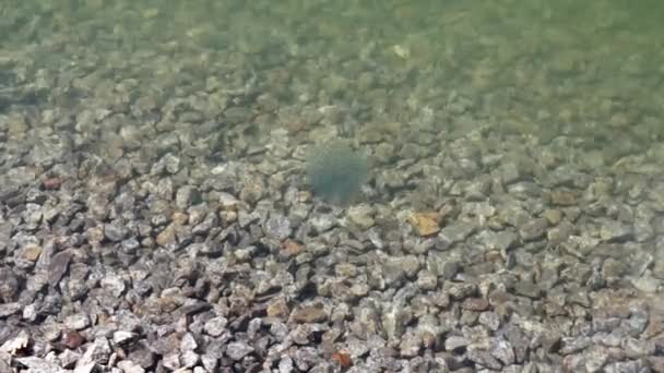 Oeufs de grenouille dans un lac de montagne avec un caviar de fond de pierre — Video