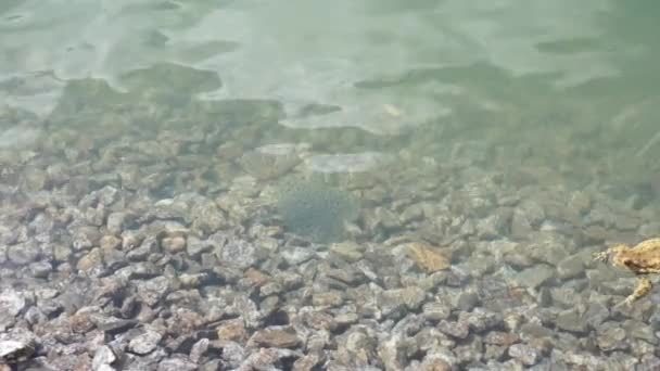 Huevas de rana en un lago de montaña con un caviar de fondo de piedra la rana nada en el marco — Vídeos de Stock