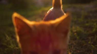 Kızıl kedi günbatımında kamerayı takip ediyor. Güzel sinematik çekim