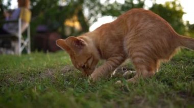 Tatlı kırmızı bir kedi yavrusu evin girişindeki çimlerin üzerinde bir çakıl taşı tarafından oynanır. Kaçıyor. Bulanık arkaplan
