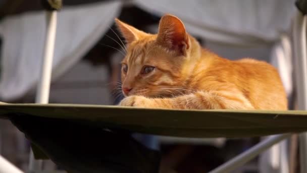 Gatinho de gengibre brincalhão encontra-se em uma cadeira na rua — Vídeo de Stock