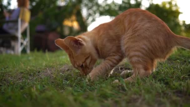 Un lindo gatito rojo es interpretado por un guijarro en la hierba cerca de la entrada de la casa. huye. Fondo borroso — Vídeo de stock