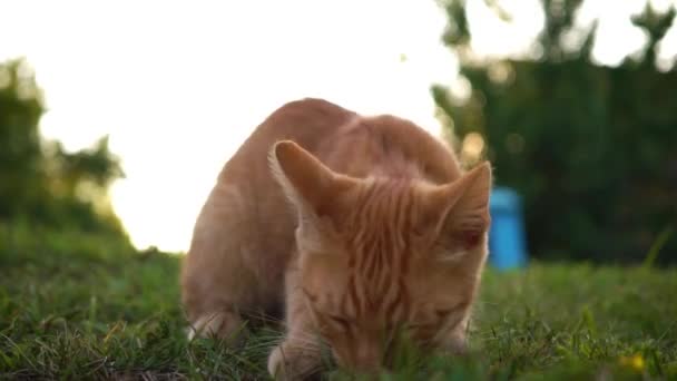 A cute funny red kitten is played by a pebble on the grass near the entrance to the house. runs away. Blurry background — Stock Video