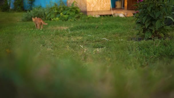 Słodki czerwony kotek jest kotek ucieka i wraca na trawę w pobliżu wejścia do domu. Rozmyte tło — Wideo stockowe