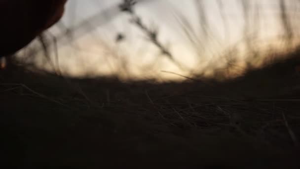 En man rullar en glaskula i gräset. Dramatisk filmisk bild. Silhuett. Solnedgång. Ödet, framtiden, det förflutna, nuet. Resor. — Stockvideo