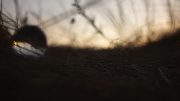 Glasbollen rullar i gräset. Dramatisk filmisk bild. Silhuett. Solnedgång. Ödet, framtiden, det förflutna, nuet. Resor. — Stockvideo