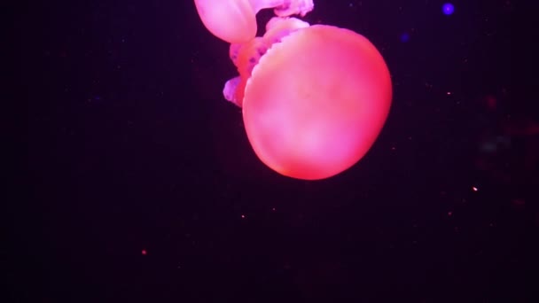 Neon lila maneter upplysta med färg ljus under vatten. Maneter i saltvattensakvarium. Flerfärgade neonmaneter simmar. VJ-konceptet. — Stockvideo