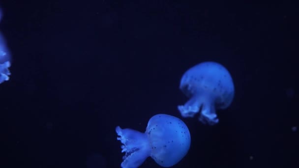 Medusas de cian azul neón iluminadas con luz de color bajo el agua. Jalea en el acuario de agua salada del mar. Medusas de neón multicolores nada. Concepto VJ . — Vídeo de stock