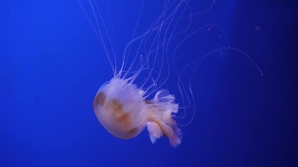 青の背景に水中の色の光で照らされたネオンパープルクラゲ。海の海水水族館でゼリー魚。多色のネオンクラゲが泳ぐ。VJコンセプト. — ストック動画