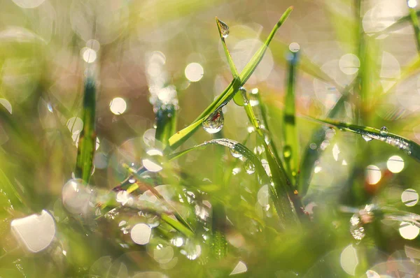 Frischer Morgentau tropft auf das Gras. Bild — Stockfoto