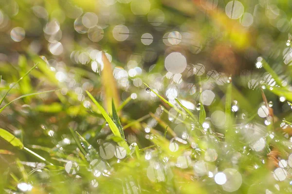 Свежая утренняя роса падает на траву. изображение — стоковое фото