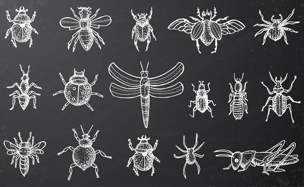 Insects Set with Beetles, Bees and Spiders on Black Chalkboard. — Stock Vector