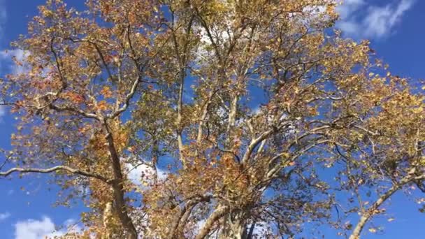 Falling Yellow Leaves on Blue Sky. — Stock Video