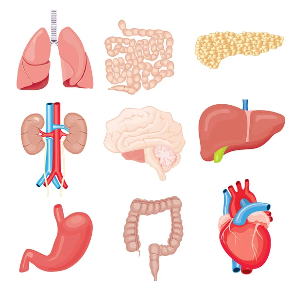 Menschliche innere Organe isoliert auf weiß. Vektorillustration. — Stockvektor