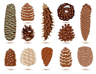 Beyaz Çam ve Spruce koni seti. Vektör illüstratı