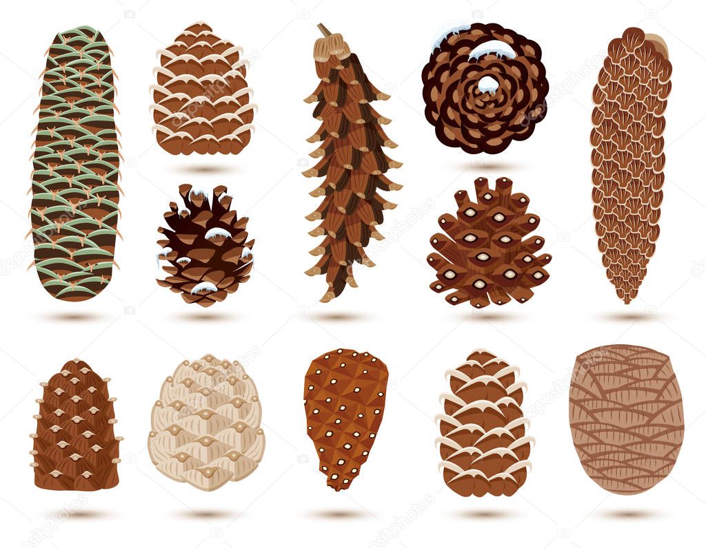 Set of Pine and Spruce Cones Isolated on White. Vector illustrat