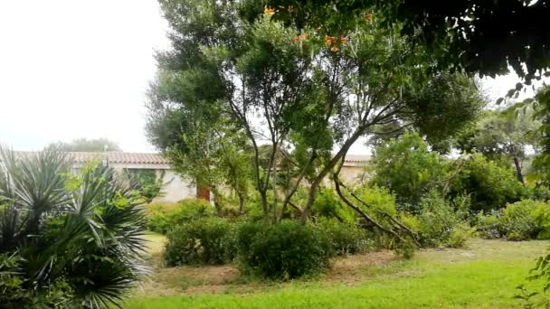 Inicio Patio Trasero Con Hierba Verde Palmera Flores — Vídeos de Stock