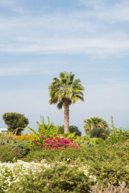 Bahçede Yeşil Yaprakları olan bir palmiye ağacı. Bulutlu Gökyüzü.