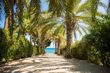 Kıbrıs adasında Akdeniz 'in Picturesque Sahili' ndeki Palmiye Ağacı Sokağı. Protaras. Bakış açısı. Kıbrıs Cumhuriyeti Panoraması. Turkuaz Su.