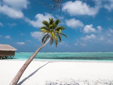 Maldivler 'deki Palmiye Ağacı Bulutlu Gökyüzü ve Hint Okyanusu.
