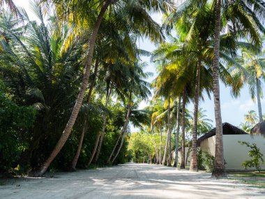 Maldivler Ormanı 'ndan geçen Dirt Road. Yol Yakınındaki Evler.