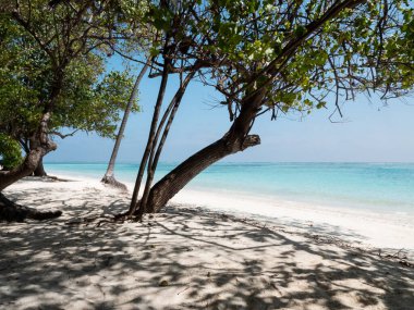 Maldivler Adaları 'ndaki Hint Okyanusu. Ağaçlar Arasında Görünüm.