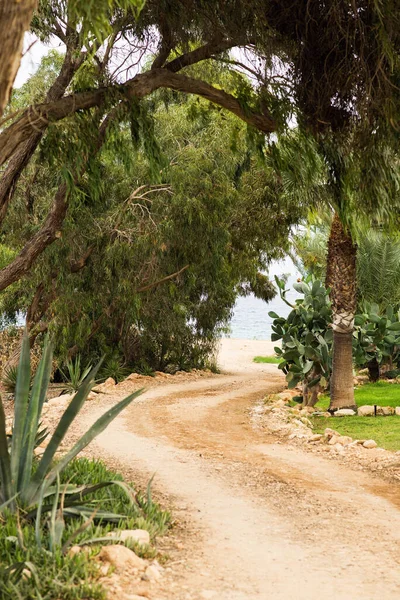 Dirt Road Mit Palme Agave Und Kaktus Straßenrand Zypern — Stockfoto