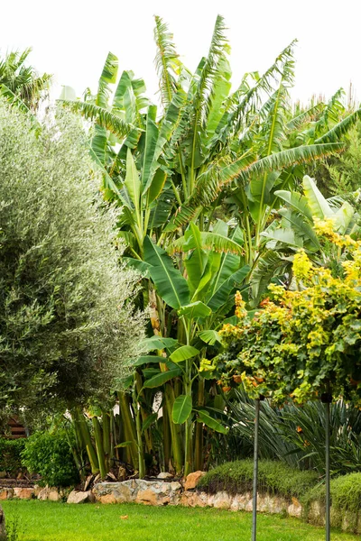 热带花园 有香蕉棕榈树和其他植物 夏季景观 — 图库照片