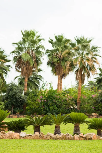 带有棕榈树和其他植物的热带花园 夏季景观 — 图库照片