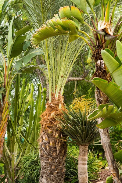 热带花园 有香蕉棕榈树和其他植物 夏季景观 — 图库照片