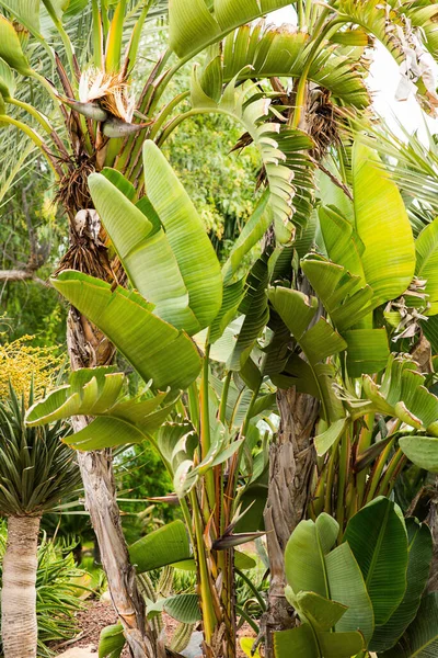 热带花园 有香蕉棕榈树和其他植物 暑期概念 — 图库照片