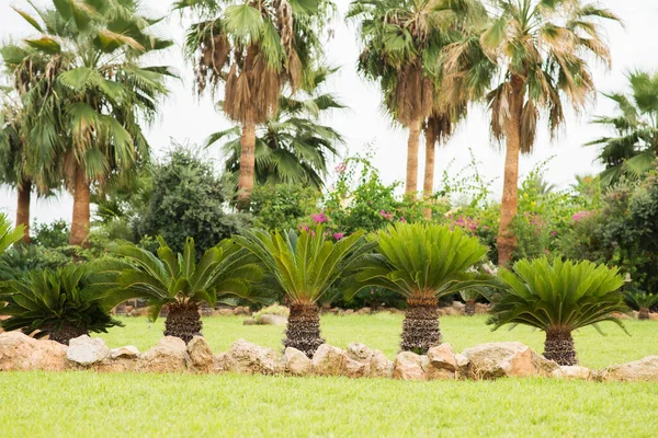 Tropischer Garten Mit Palmen Und Anderen Pflanzen Sommerlandschaft — Stockfoto