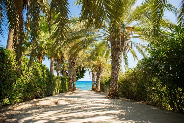 Palm Tree Alley Picturesque Coast Mediterranean Sea Cyprus Island Protaras — Stock Photo, Image
