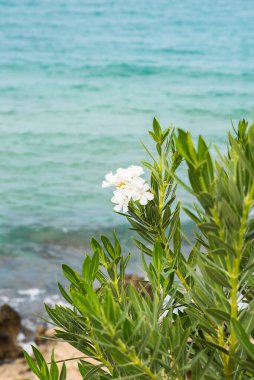 Deniz Arkaplanı 'nda Beyaz Çiçekli Bitki Dalları. Yaz.