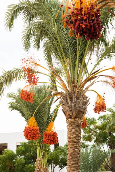 Date Palm Branches with Ripe Dates. Cyprus.