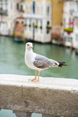 Martı Venedik 'teki Köprü Korkuluğu' nda duruyor. İtalya.