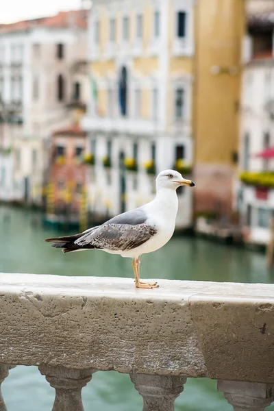 Martı Venedik 'teki Köprü Korkuluğu' nda duruyor. İtalya.