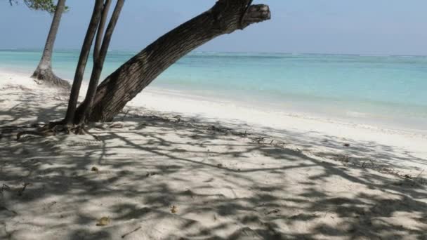 ビーチ パーム 海とモルディブ島 インド洋と曇天 縦パノラマ 美しいビッグビーチ — ストック動画