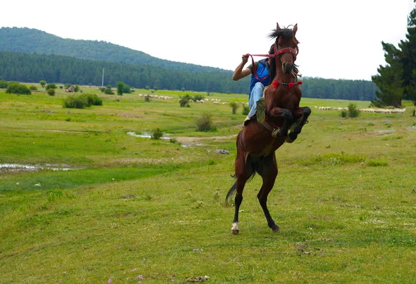 Prancing άλογο — Φωτογραφία Αρχείου